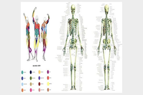 Osteology & Myology (OM)